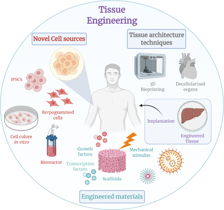 Figure 1. Advancements in Tissue Engineering